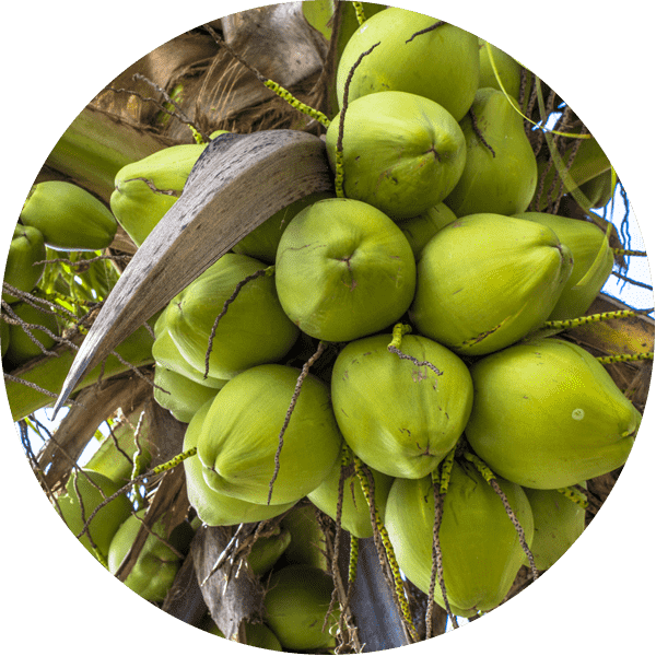 A bunch of green coconuts